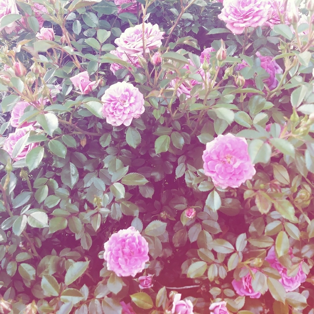 love.